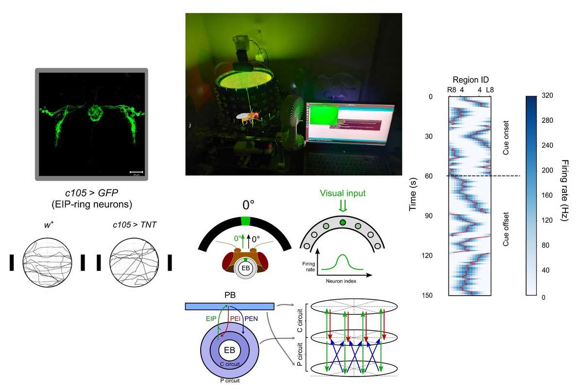 Spatial cognition and directional representation mechanism