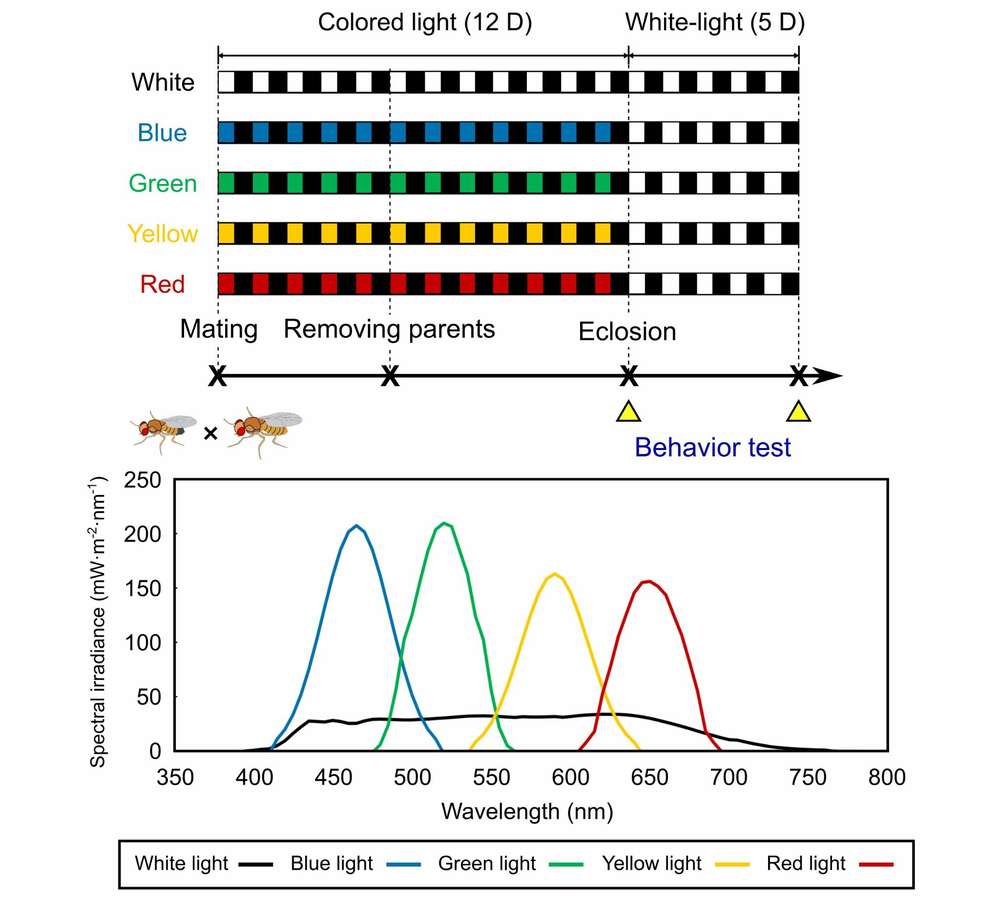 Regulatory effects of different light colors on behavioral phenotypes