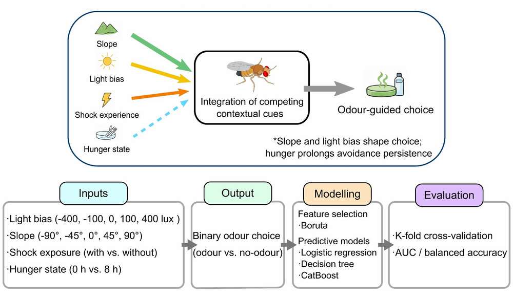 Deep learning behavioral modeling